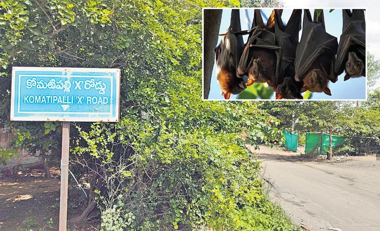 గబ్బిలాలకు కేరాఫ్‌.. కోమటిపల్లి