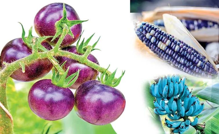 Delicious Blue Fruits And Vegetables with Powerful Health Benefits