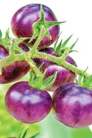  Delicious Blue Fruits And Vegetables with Powerful Health Benefits3