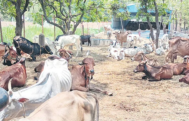 గోవుల సేవలో..