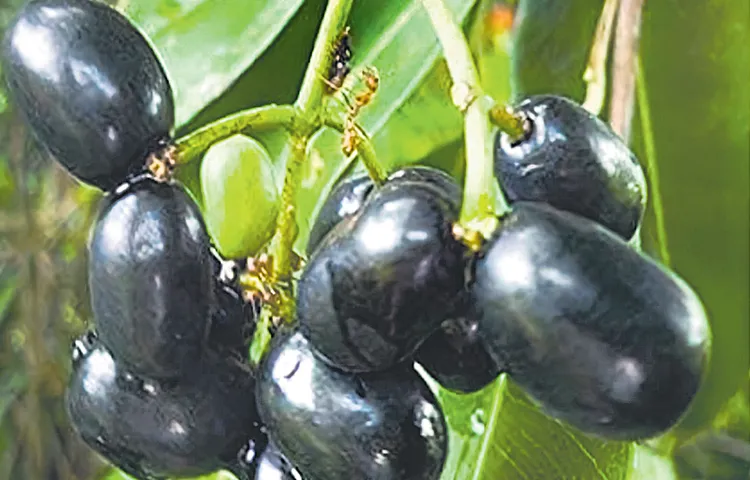 New variety in Allaneredu available soon