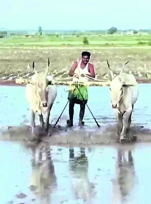 జోరుగ