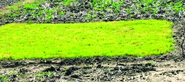 కరుణి