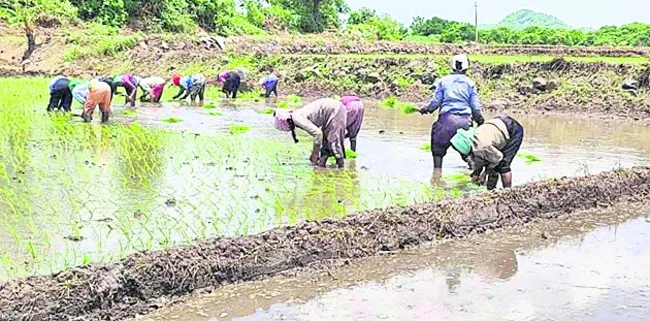 ముమ్మరంగా వరి నాట్లు