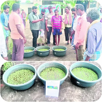వరి ప