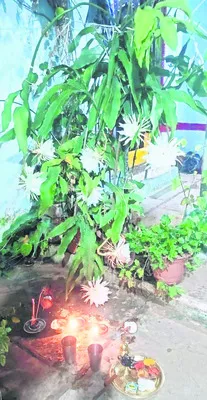 విరబూ