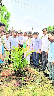 ఆయిల్పామ్ సాగుతో అధిక లాభాలు