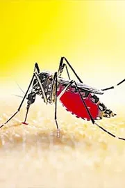 ICMR develops advanced malaria vaccine10