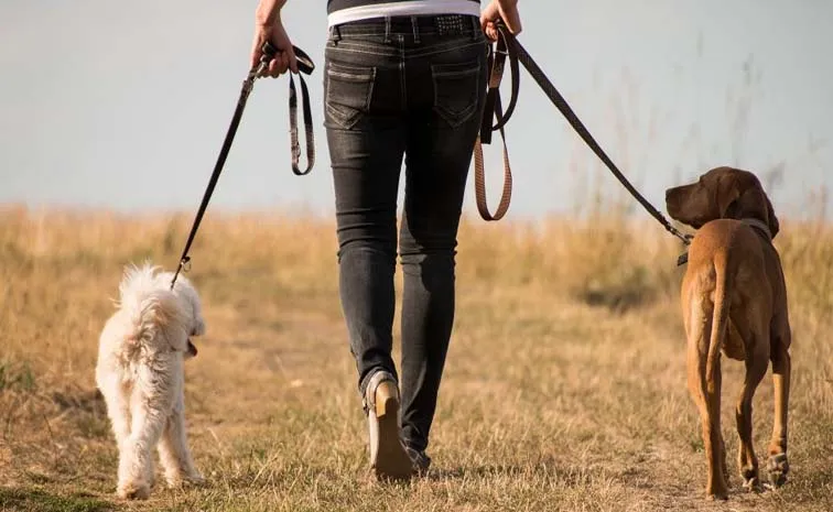Maharashtra Dog Walker Who Earns Rs 4 Lakh A Month Compare His brother