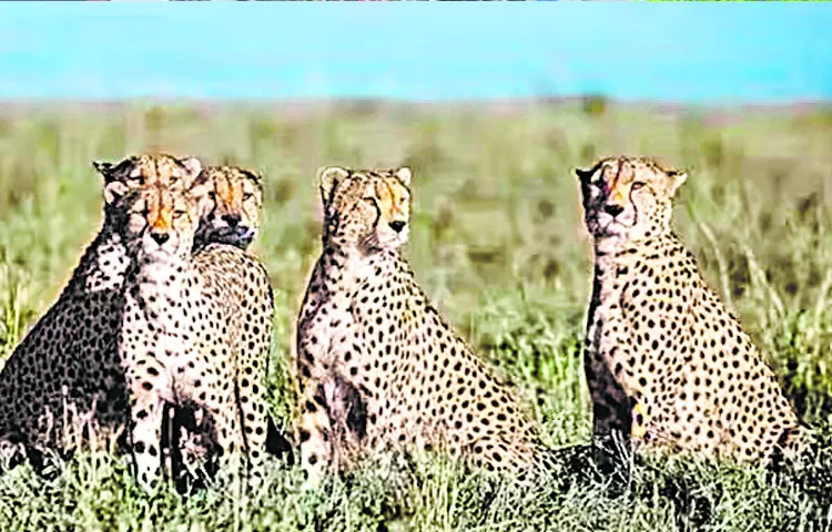 Steps are being taken to revive the population of extinct cheetahs in the country5