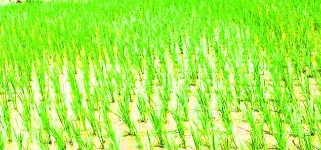 వరిలో