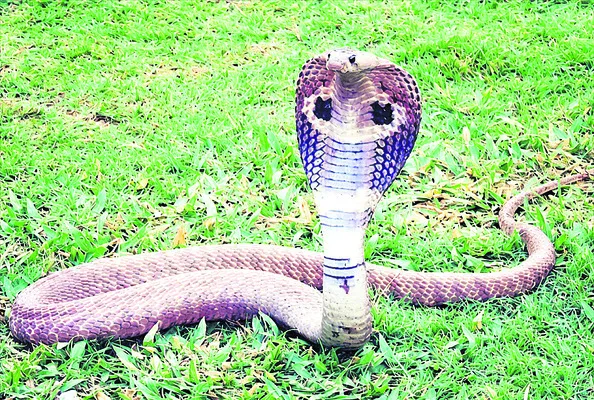 పాముల కాలం.. జర భద్రం