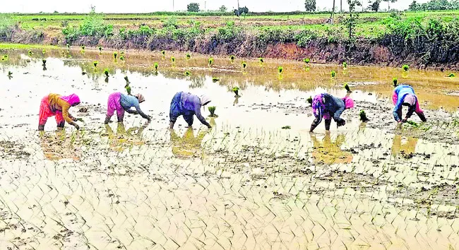సాగు