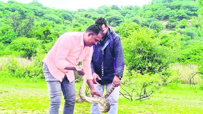 అమ్మో.. భారీ కొండచిలువ