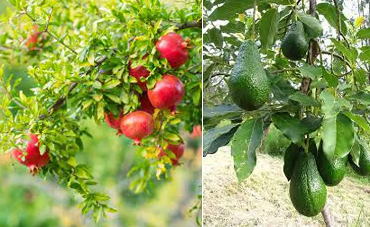 ట్రెల్లిస్‌ : అవకాడో, దానిమ్మ.. ఇలా పండించవచ్చు!