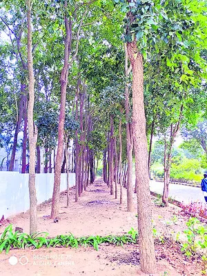 ఎర్ర