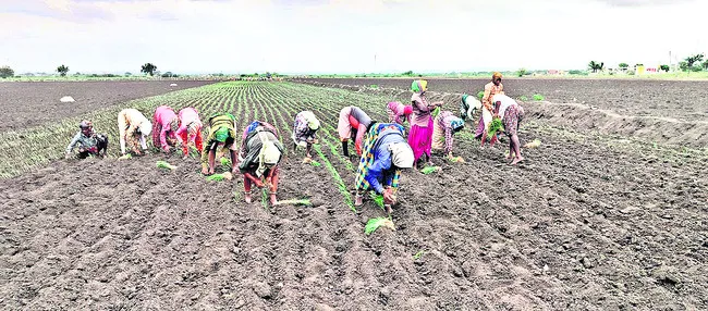 ● ఒట్టి పొలాల్లోనే ఉల్లి నాట్లు