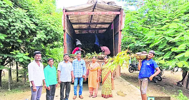 వెదురు ప్లాంటేషన్‌కు మొక్కలు సిద్ధం
