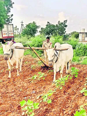 లాఠీ పట్టిన చేతులతో గొర్రు కొట్టి..