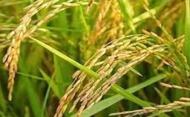 Sagubadi: Do you know the amazing benefits of indigenous Rice