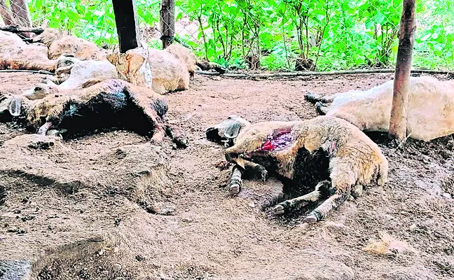 జీవాలపై అడవి జంతువుల దాడి 
