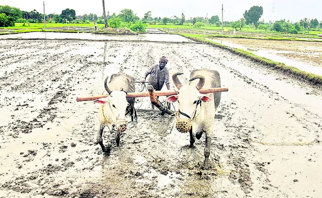 సాగుప
