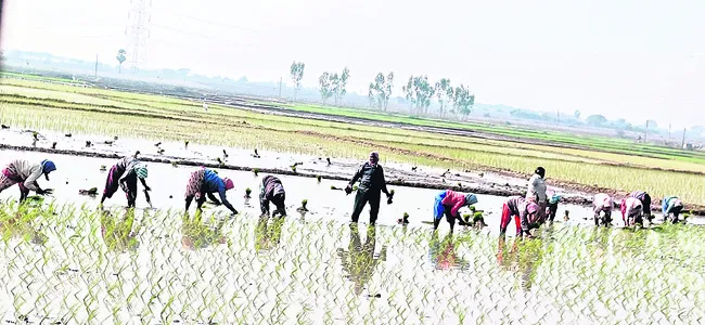 ఊపందుకోనున్న వరినాట్లు