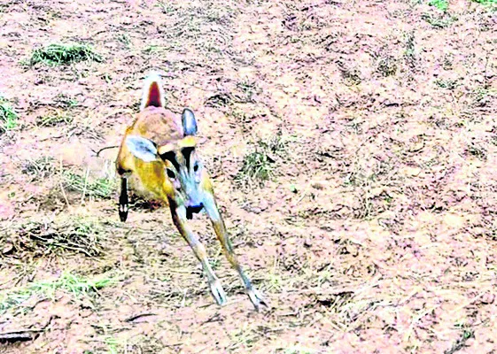 జనావాసాల్లోకి జింక పిల్ల