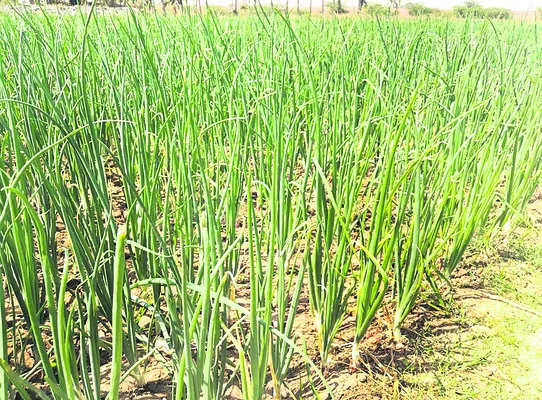 ఉల్లి .. సాగు సన్నగిల్లి!