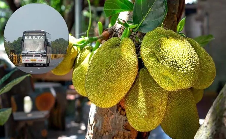 Kerala Bus Drivers Fail Breath Test After Eating This Jack Fruit