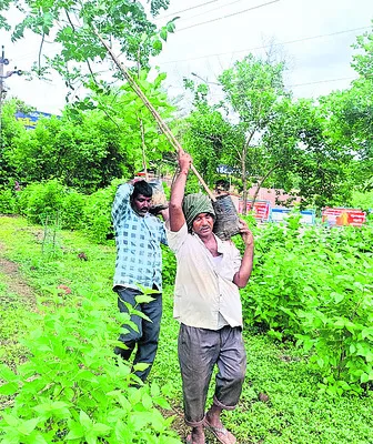 మియావాకి పద్ధతిలో మొక్కలు నాటే విధానం