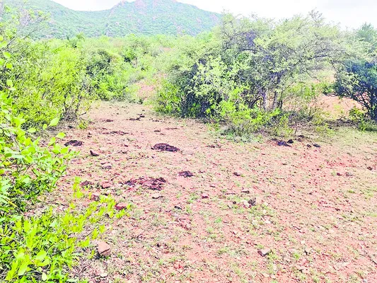 మూగజీవాల అపహరణ..? 