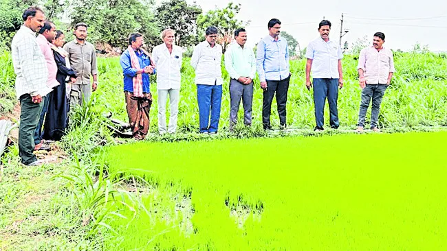 జిల్లాలో సరిపడా వరి విత్తనాలు