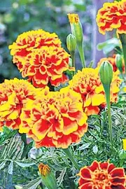 Earning more and good income with Flower cultivation 7