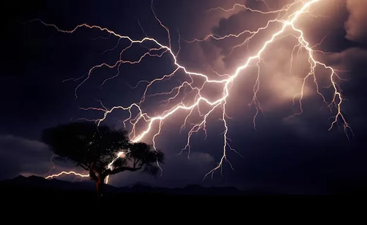 350 million trees are killed by lightning each year2
