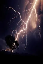 350 million trees are killed by lightning each year2