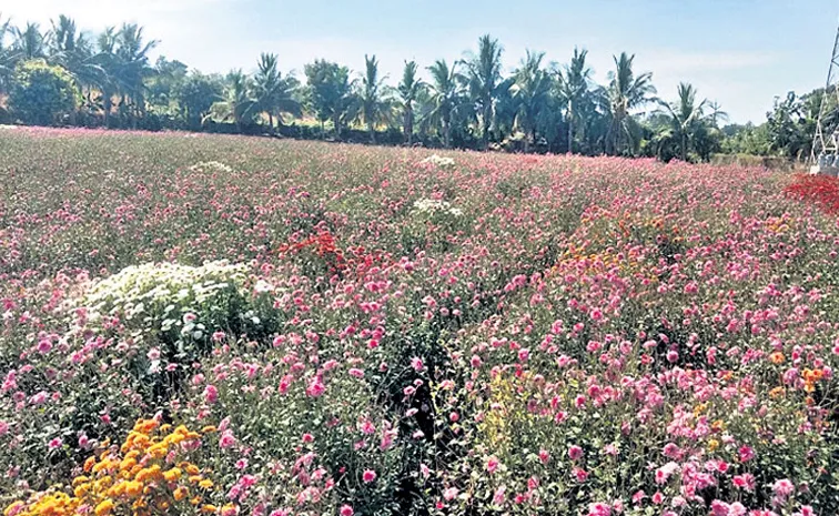 Earning more and good income with Flower cultivation 6