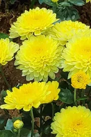 haven for flora and fauna 900 species of plants and birds in davangere11