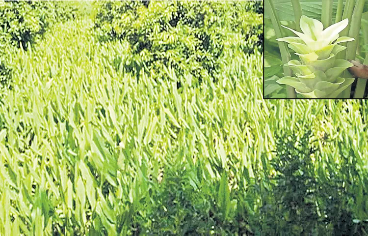 Preference given to local varieties in turmeric cultivation