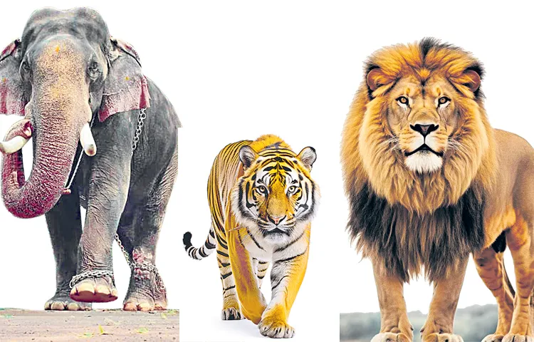 Special conservation measures for wildlife2