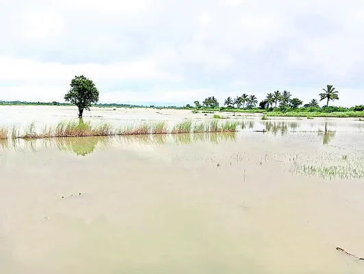800 ఎకరాల్లో వరి పంట ముంపు 