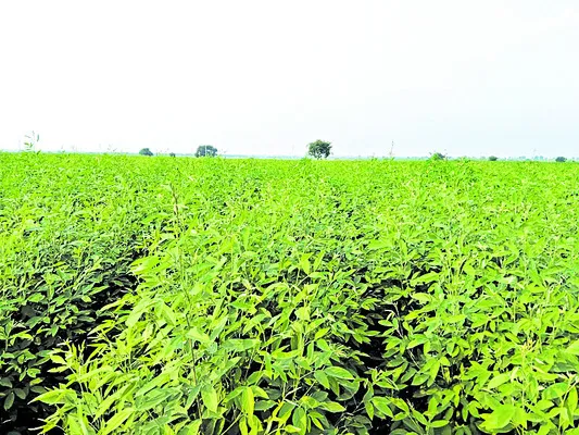 కంది 