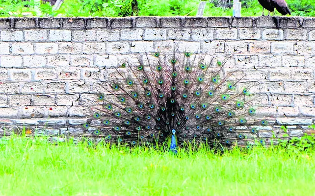 208 ర