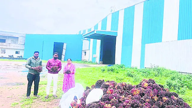 ఆయిల్‌పామ్‌ సాగుతో రైతులకు లాభాలు