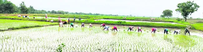 యూరియ