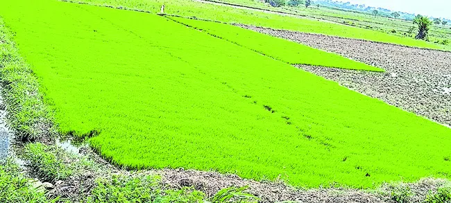 వరి నాట్లుకు సిద్ధమవుతున్న రైతులు