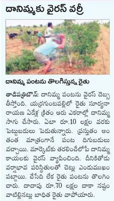 అయ్యవ