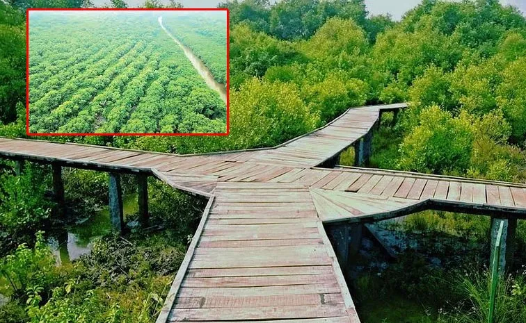 Special Story On Kakinada Mangrove forest