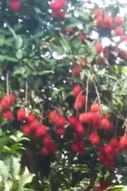 Mee millionaire farmer success through rambutan, mangosteen fruits from Karnataka3