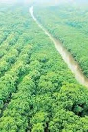 Special Story On Kakinada Mangrove forest1
